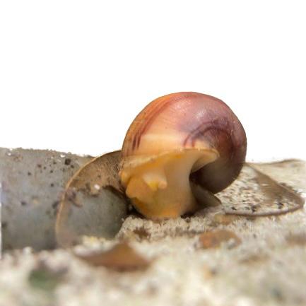 Chef Snail 1
